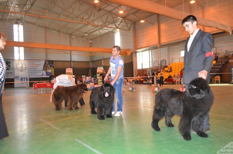 Фото: ньюфаундленд Ньюфорт Вивиан, ньюфаундленд Анжелика Маркиза Ангелов (Anzhelika Markiza Angelov), ньюфаундленд Акватория Келвин Есения (Aquatoriya Kelvin Eseniya)