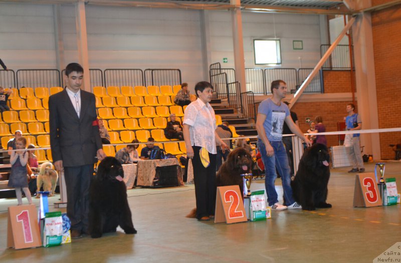 Фото: ньюфаундленд Акватория Келвин Есения (Aquatoriya Kelvin Eseniya), ньюфаундленд Анжелика Маркиза Ангелов (Anzhelika Markiza Angelov), ньюфаундленд Ньюфорт Вивиан