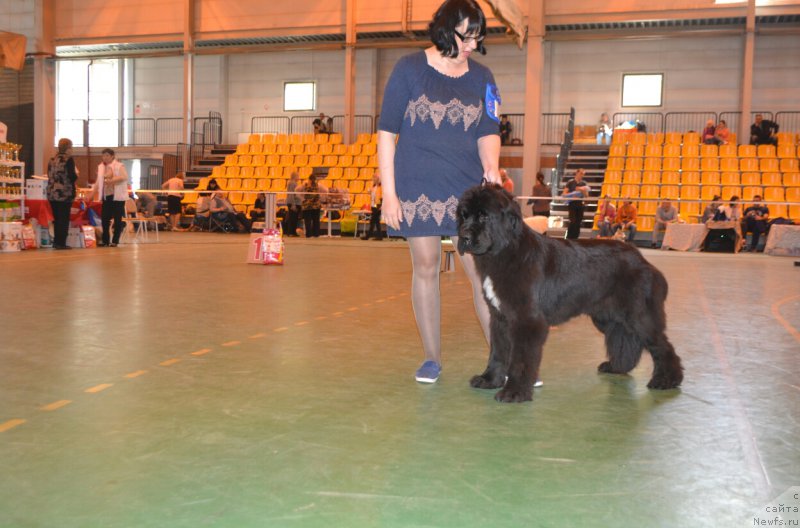 Фото: ньюфаундленд Черный Шарм Елена Прекрасная
