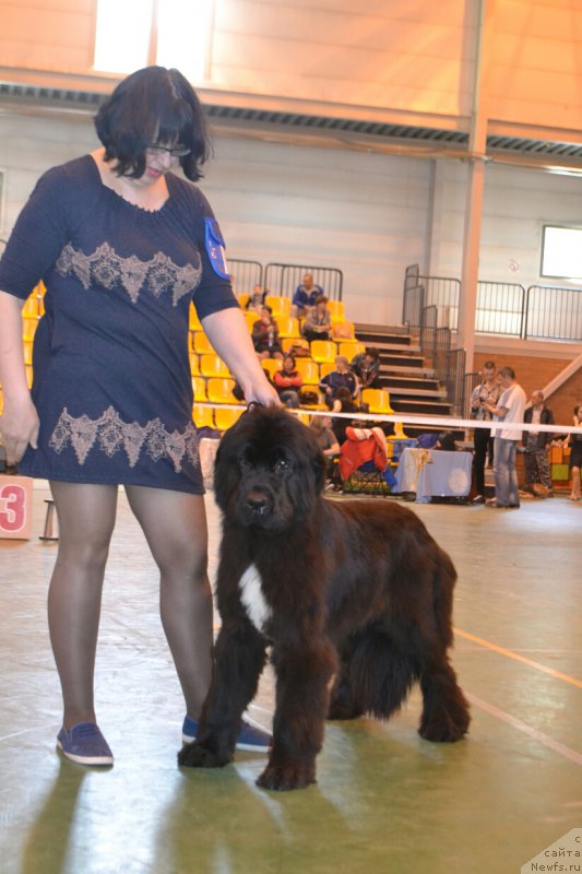 Фото: ньюфаундленд Черный Шарм Елена Прекрасная