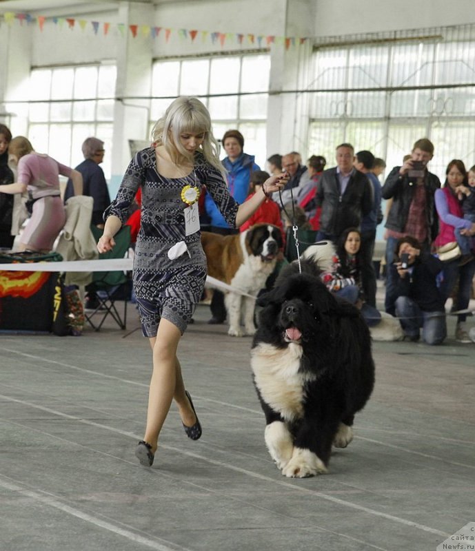 Фото: ньюфаундленд Супер Премиум Рио де Жанейро (Super Premium Rio de Janeiro)
