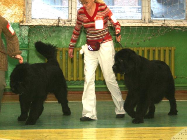 Фото: ньюфаундленд Априори Балу Роял Стайл, ньюфаундленд King of Helluland Dizzy Beauty