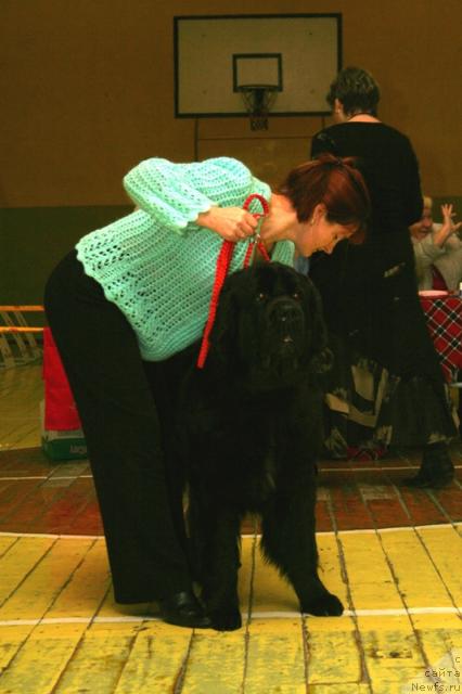 Фото: ньюфаундленд Арх Бьюти Одри Вольная Птица