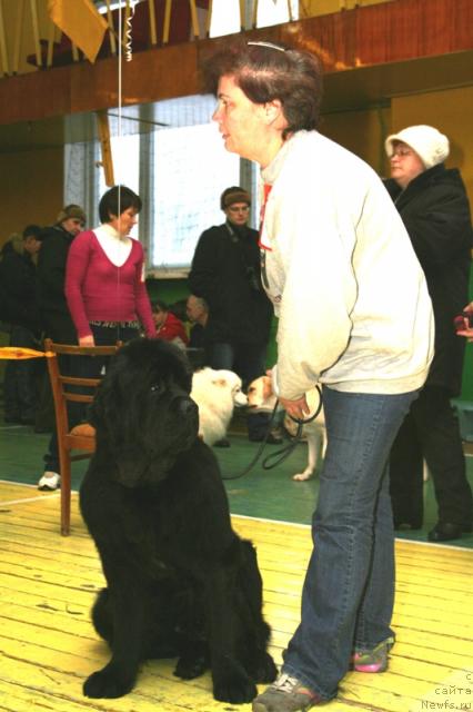 Фото: ньюфаундленд Династия Квин из Медвежьего Яра (Dynasty Queen iz Medvejyego Yara)