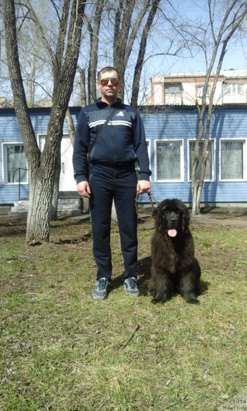 Фото: ньюфаундленд Экселент Бьюти