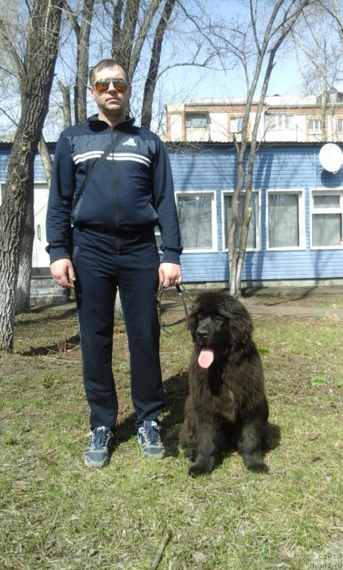 Фото: ньюфаундленд Экселент Бьюти