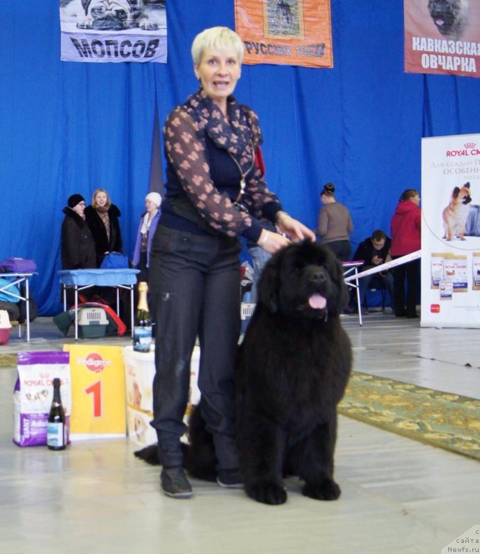 Фото: ньюфаундленд Raymond Best in Show, Нина Базулина