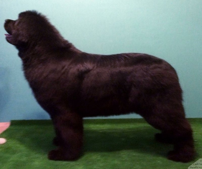 Фото: ньюфаундленд Rebekka Deep Love