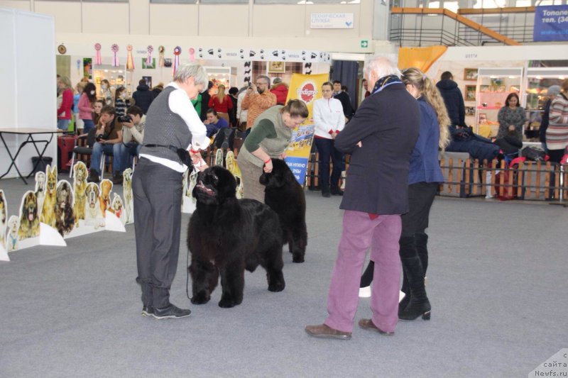 Фото: ньюфаундленд Rebekka Deep Love