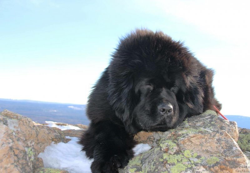 Фото: ньюфаундленд Rebekka Deep Love