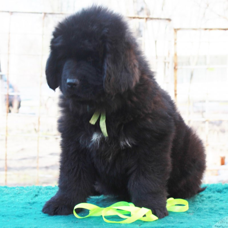 Фото: ньюфаундленд Парки из Антаграда (Parki is Antagrada)