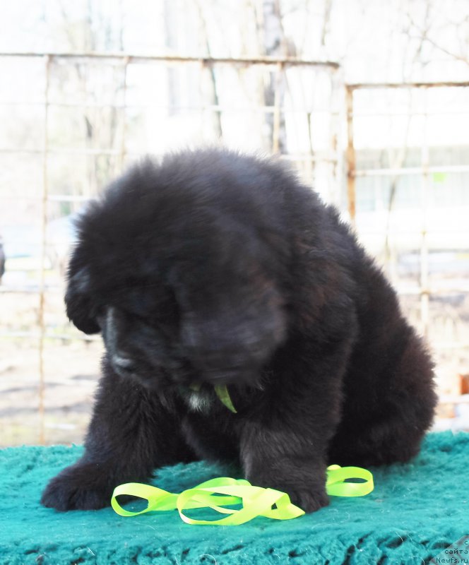 Фото: ньюфаундленд Парки из Антаграда (Parki is Antagrada)