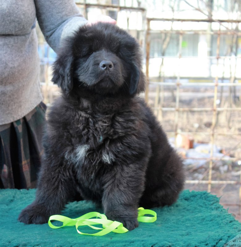Фото: ньюфаундленд Парки из Антаграда (Parki is Antagrada)