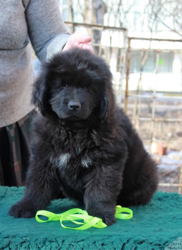 Фото: ньюфаундленд Парки из Антаграда (Parki is Antagrada)