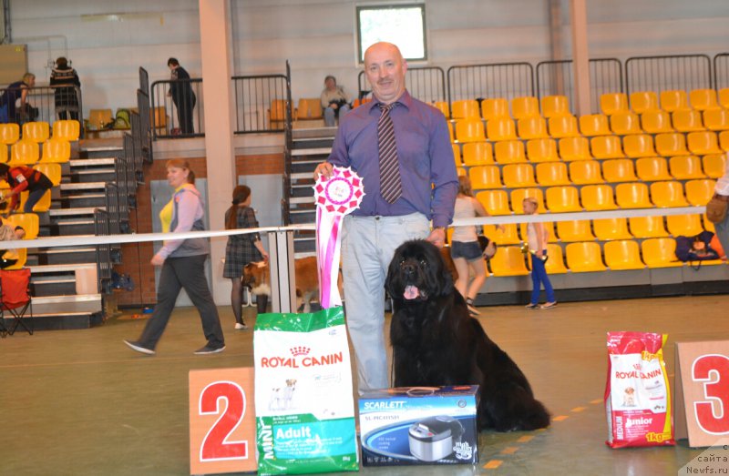 Фото: ньюфаундленд Многоликая Богиня Манифик (Mnogolikaya Boginya Manifik)