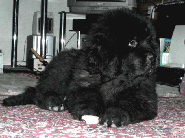 Фото: ньюфаундленд Сент Джонс Круиз (Sent Djons Kruiz)