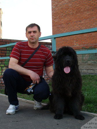 Фото: ньюфаундленд Экселент Бьюти