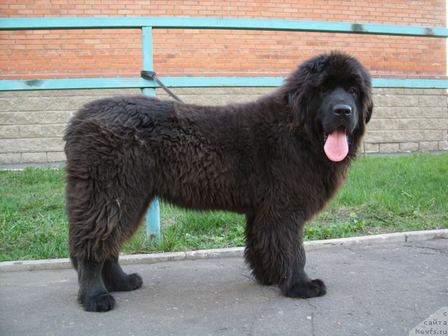 Фото: ньюфаундленд Экселент Бьюти