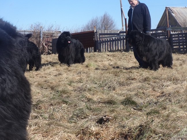 Фото: ньюфаундленд Ньюфорт Царица Ночи, ньюфаундленд Promise To Love Midnight Bear