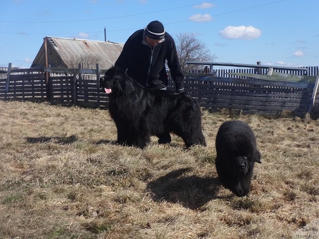 Фото: ньюфаундленд Ньюфорт Царица Ночи, ньюфаундленд Ньюфорт Зодиак