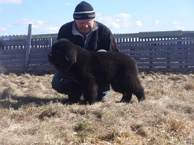 Фото: ньюфаундленд Ньюфорт Зодиак