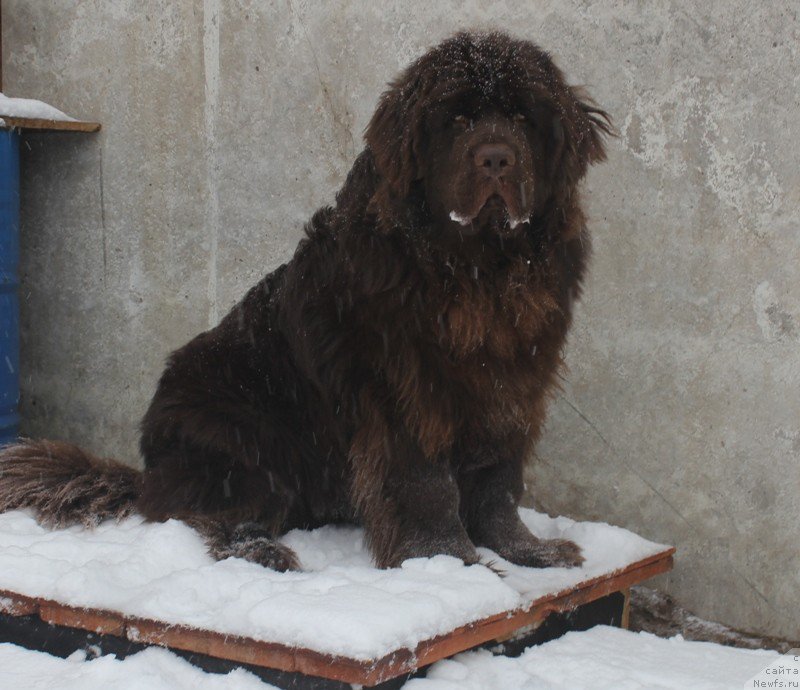 Фото: ньюфаундленд Хит Шелико Голден Черри Браун