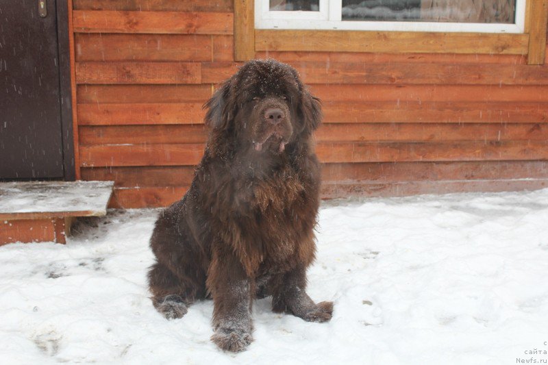 Фото: ньюфаундленд Хит Шелико Голден Черри Браун