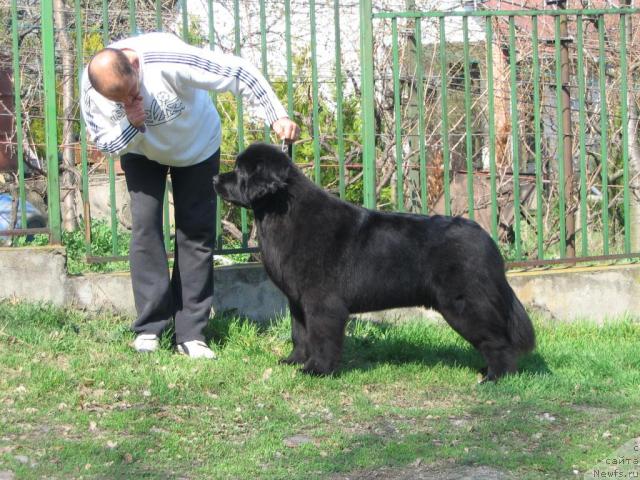 Фото: ньюфаундленд Mississippi-Missouri Careen