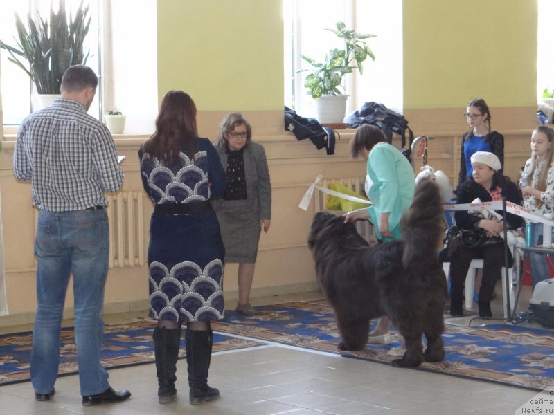 Фото: ньюфаундленд Хит Шелико Голден Черри Браун, Елена Ермолаева