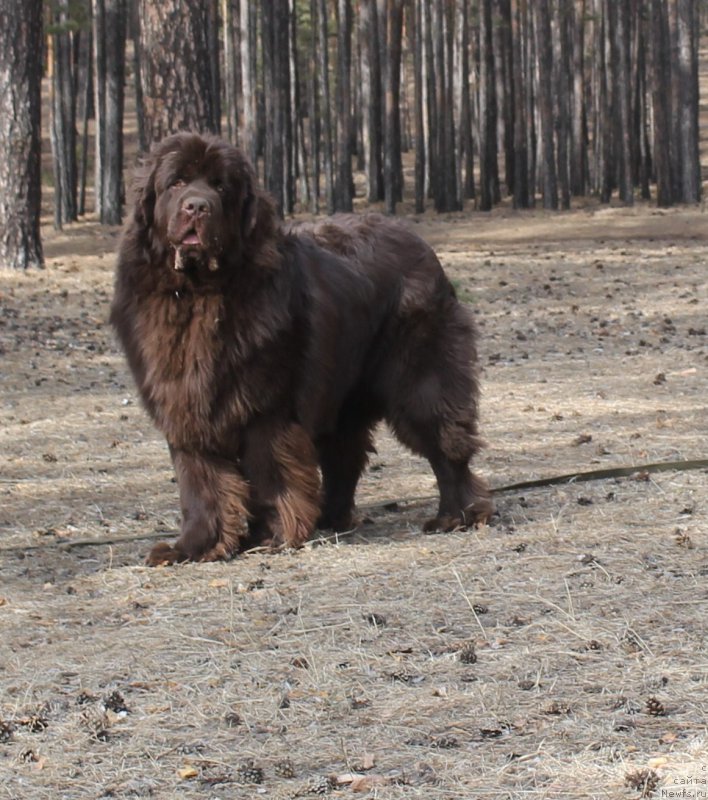 Фото: ньюфаундленд Хит Шелико Голден Черри Браун