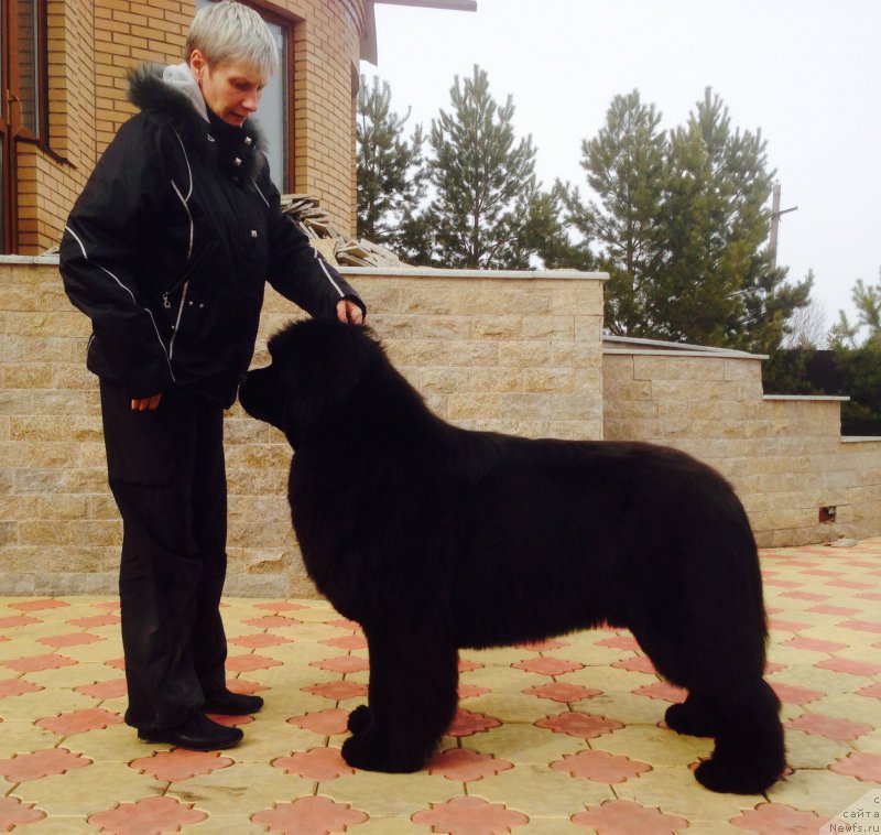 Фото: ньюфаундленд Raymond Best in Show, Нина Базулина