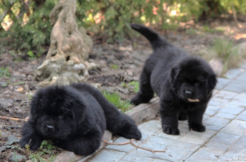 Фото: ньюфаундленд Уотертон-Лейкс Беар Нейшнл Треже (Waterton-Lakes Bear National Treasure), ньюфаундленд Уотертон-Лейкс Беар Нау энд Форевер Жаде (Waterton-Lakes Bear Now and Forever Zhade)
