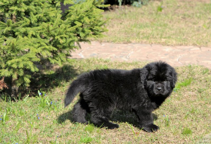 Фото: ньюфаундленд Уотертон-Лейкс Беар Нау энд Форевер Жаде (Waterton-Lakes Bear Now and Forever Zhade)