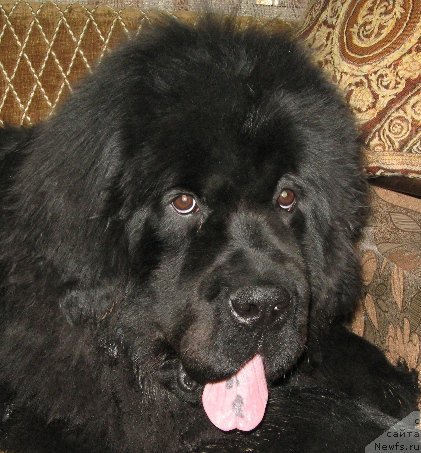 Фото: ньюфаундленд С'Нежная Вьюга Биг Рашшен Босс