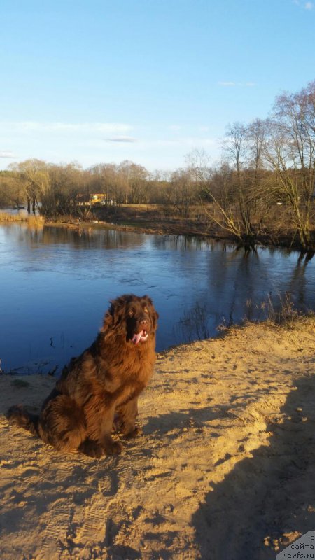Фото: ньюфаундленд Черный Балу Златогор (Cherniy Balu Zlatogor)