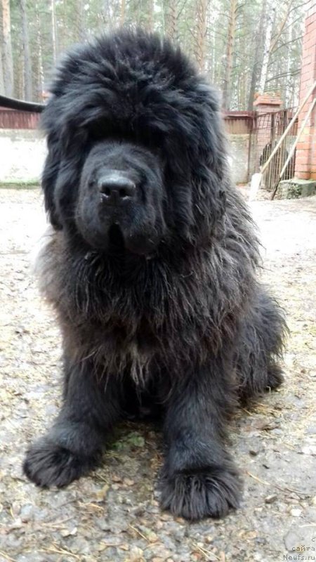 Фото: ньюфаундленд Супер Премиум Мальта