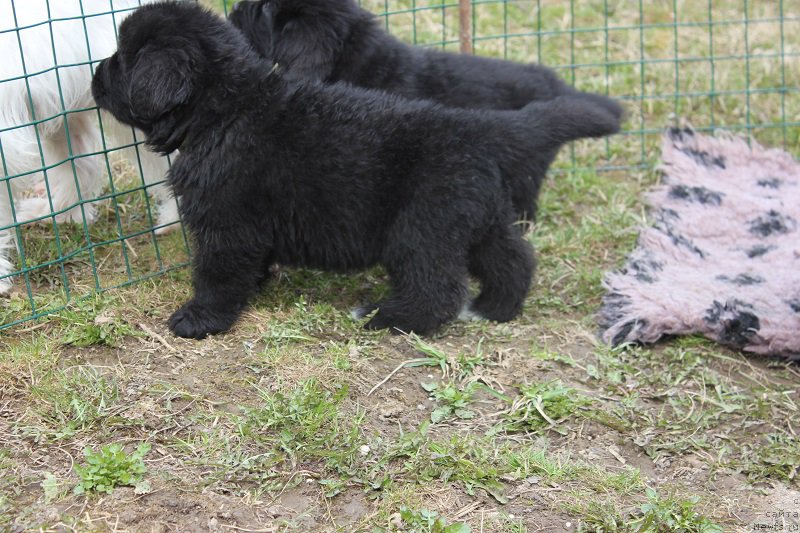 Фото: ньюфаундленд Гранд Бэби Ариадна, ньюфаундленд Супер Бизон Лилимэн (Super Bizon Liliman)