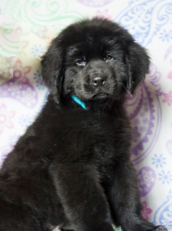 Фото: ньюфаундленд Сатурн Ван Хельсинг