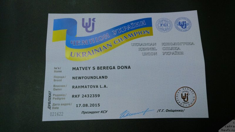 Фото: ньюфаундленд Матвей с Берега Дона (Matvey s Berega Dona)