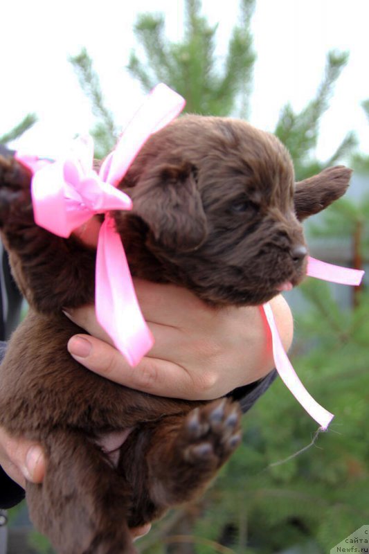 Фото: ньюфаундленд Ньюфорт Тайм'с Голд Алекса