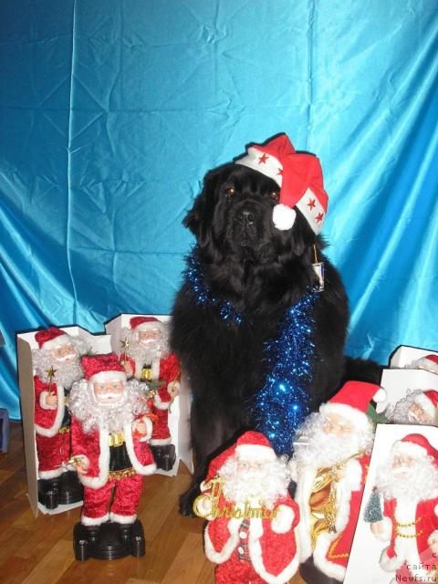 Фото: ньюфаундленд Оттава (Ottava)