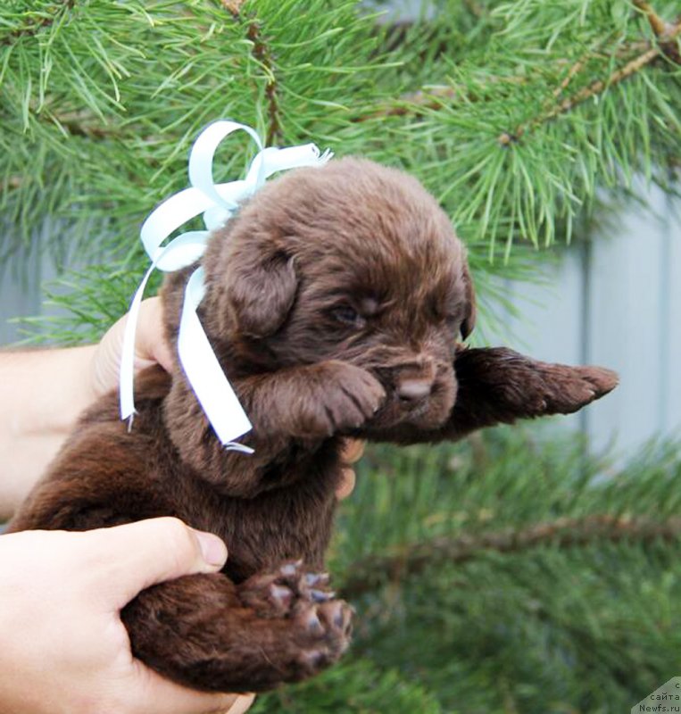 Фотография № 205705