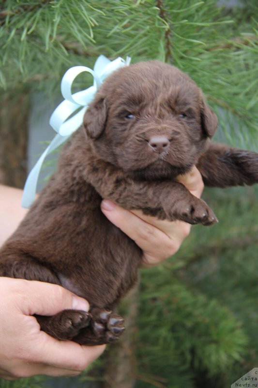 Фото: ньюфаундленд Браунблад МСК Бетани Эйс
