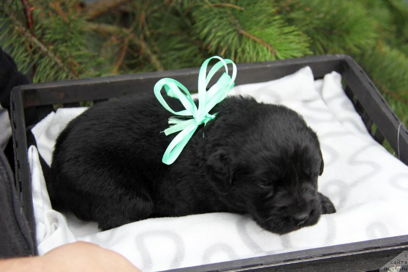 Фотография № 205707