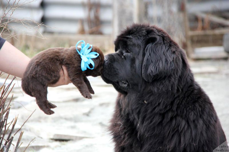 Фото: ньюфаундленд Браунблад МСК Бетани Эйс