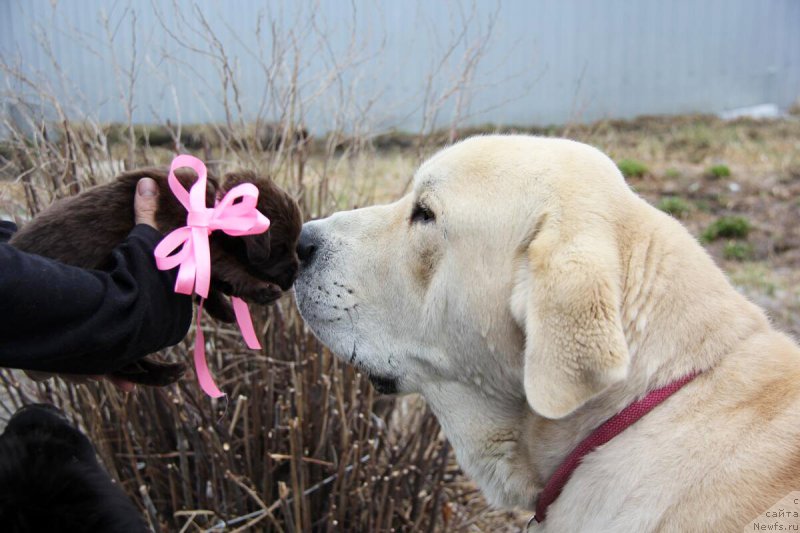 Фото: ньюфаундленд Браунблад МСК Бреннан Лоис