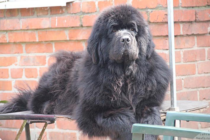 Фото: ньюфаундленд Кингова Дочь с Берега Дона (Kingova Doch s Berega Dona)