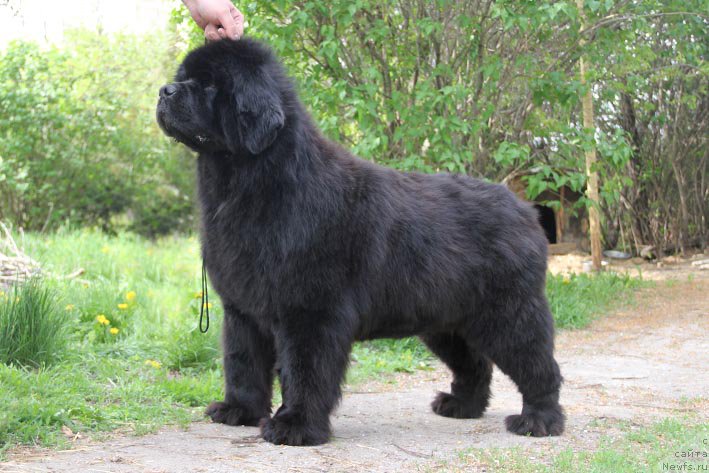 Фото: ньюфаундленд Кингова Дочь с Берега Дона (Kingova Doch s Berega Dona)