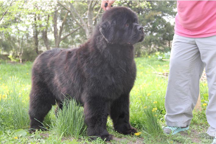 Фото: ньюфаундленд Кингова Дочь с Берега Дона (Kingova Doch s Berega Dona)