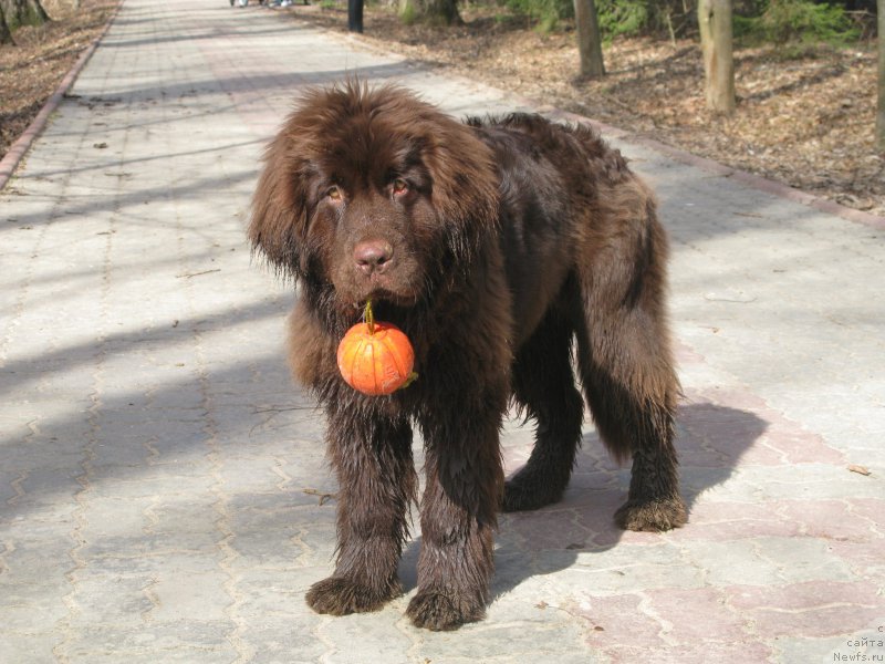 Фотография № 205727